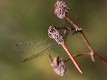 J16_0623 Sympetrum sinaiticum male